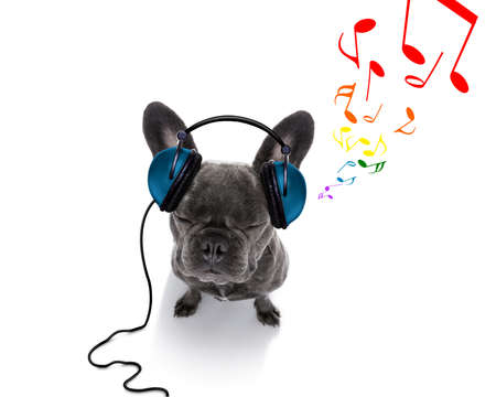 cool dj french bulldog dog listening or singing to music  with headphones and mp3 player, notes all around, isolated on white background, and closed eyesの写真素材