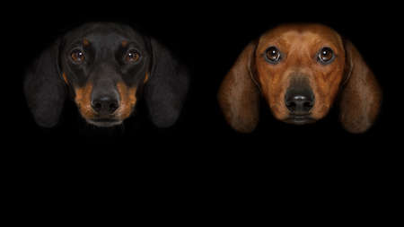 couple of dachshund sausage dogs isolated on black dark dramatic background looking at you frontal, isolatedの写真素材