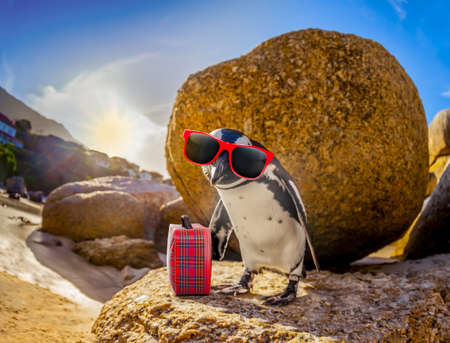 curious african penguin with funny sunglasses and bag or hand luggage at boulders beach in south africa standing on a rockの写真素材