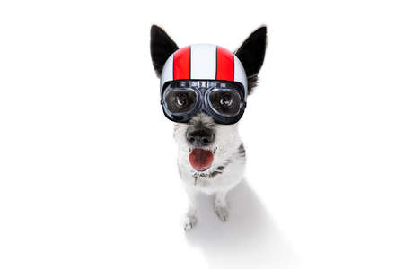 curious poodle dog looking up to owner  for a cookie treat , waiting or sitting patient to play or go for a walk  wearing a motorbike helmet,  isolated on white backgroundの写真素材
