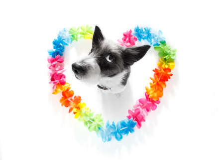 poodle dog in love for happy valentines day with rainbow  flower chain in heart shape  , looking up in wide angleの写真素材