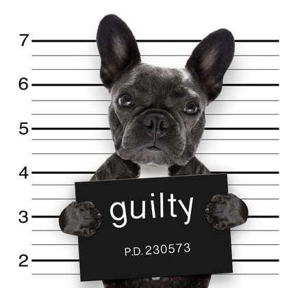 criminal mugshot  of french bulldog dog at police station holding guilty placard , isolated on backgroundの写真素材