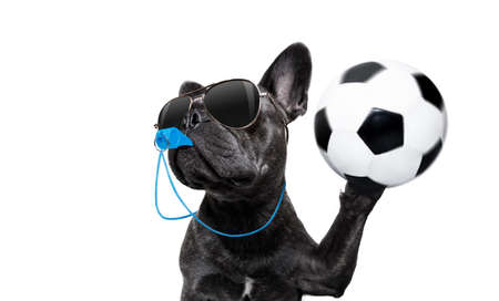 referee arbitrator umpire french bulldog dog blowing blue whistle in mouth ,catching a soccer ball,  isolated on white backgroundの写真素材