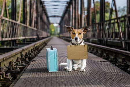 lost  and homeless  jack russell dog abandoned at rail train track on a bridge, with cardboard hanging , waiting to be adoptedの写真素材