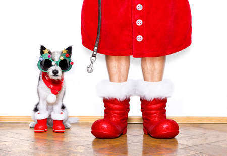 funny christmas  santa claus poodle   dog isolated on white background with  red  boots for the holidays waiting and sitting to go for a walk with leashの写真素材