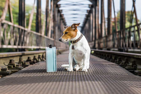 lost  and homeless  jack russell dog abandoned at rail train track on a bridge,  waiting to be adoptedの写真素材