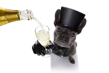 french bulldog dog celebrating new years eve with owner and champagne  glass isolated on white background , wide angle viewの写真素材