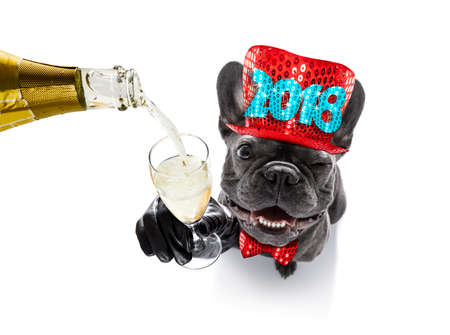 french bulldog dog celebrating new years eve with owner and champagne  glass isolated on white background , wide angle view