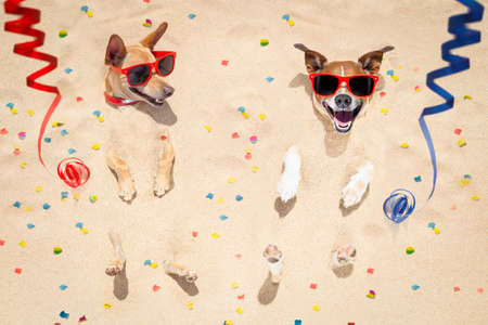 couple of two  dogs buried in the sand at the beach on happy new years eve , confetii and serpentine streamers all over the placeの写真素材