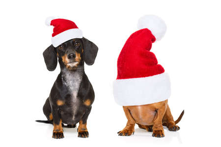 sitting and obedient couple of two dachshund or sausage santa claus dogs with red  christmas hat ,...
