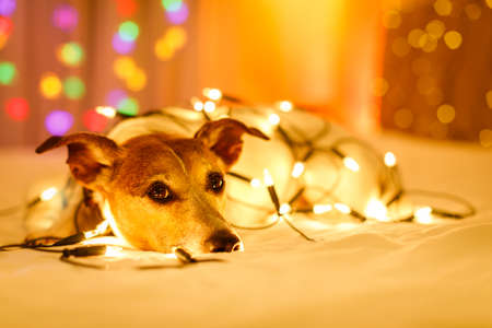 jack russell dog resting with fancy fairy lights on its bodyの写真素材