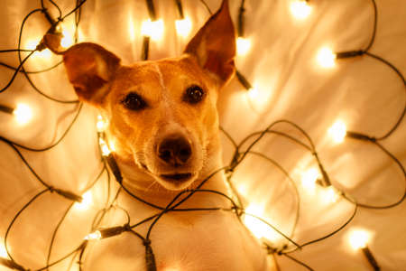 jack russell dog resting and enjoying this christmas holidays with fancy fairy lights and looking cute at you ( low light photo)の写真素材