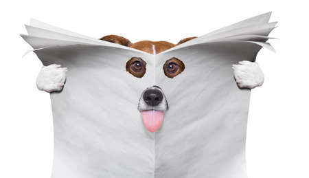 spy curious  dog  peeping  through hole in   empty blank newspaper, paper or magazine, isolated on white background, sticking out tongueの写真素材