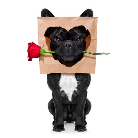 funny french bulldog dog,in love,looking  to owner with red rose in mouth  for valentines day ,  isolated on white backgroundの写真素材