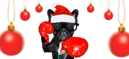 Boxer french bulldog dog with nerd glasses and sport gloves as an office business worker, isolated on white background, on christmas holidays vacation with santa claus hatの写真素材
