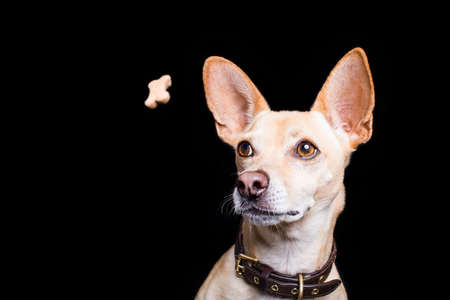 chihuahua  dog trying to catch a treat or cookie  in the air , with funny face expression, isolated on black backgroundの写真素材
