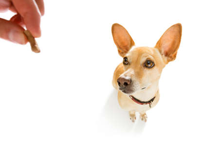 curious podenco dog looking up to owner  for a cookie treat , waiting or sitting patient to play or go for a walk , isolated on white background