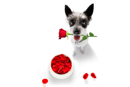 Curious poodle hungry dog in love for happy valentines day with flower rose petals and food bowl, looking up with rose in mouthの写真素材