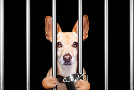 criminal dog behind bars in police station, jail prison, or shelter  for bad behaviorの写真素材