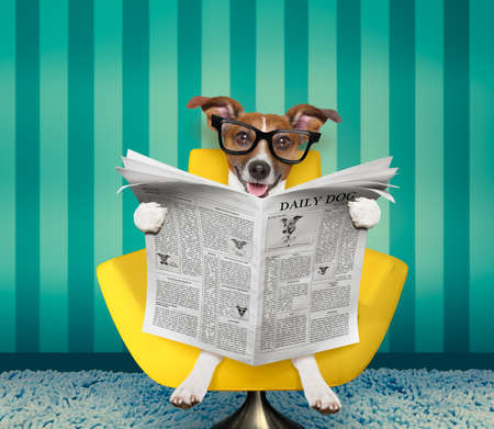 jack russell dog reading newspaper on a chair or  sofa , couch, or lounger , in living roomの写真素材
