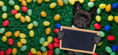 funny  happy french bulldog  easter bunny  dog with a lot of eggs around on grass  , holding a blank...