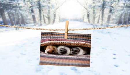 photo of dogs hanging on a string with  clothespin, cuddly and warm in winter , with snow as backgroundの写真素材