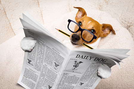 cool funny jack russell  dog reading a newspaper magazine wearing reading glasses, with pencil in mouthの写真素材
