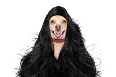 hairdresser dog ready to look beautiful by comb, scissors, dryer, and spray at the wellness spa salon, isolated on white background with very long hairの写真素材