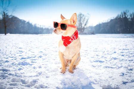 cool funny freezing icy dog in snow with sunglasses and scarf, sitting and waiting to go for a walk with ownerの写真素材