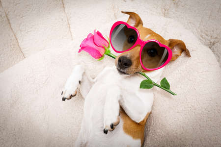 jack russel dog in love for happy valentines day with petals and rose flower in mouth  , looking up in wide angleの写真素材