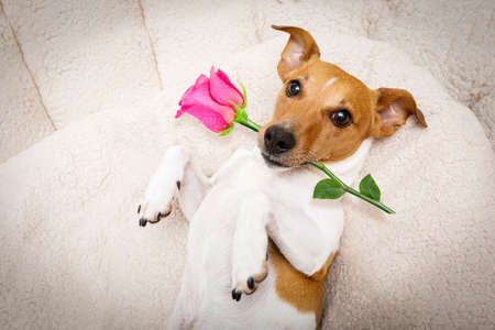 jack russel dog in love for happy valentines day with petals and rose flower in mouth  , looking up in wide angleの写真素材
