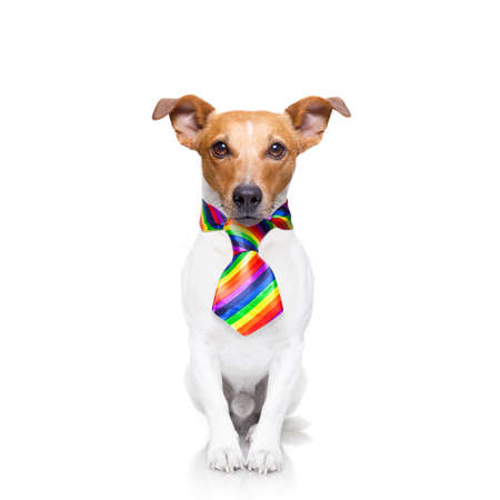 crazy funny gay dog proud of human rights ,sitting and waiting, with rainbow flag tie  , isolated on white backgroundの写真素材