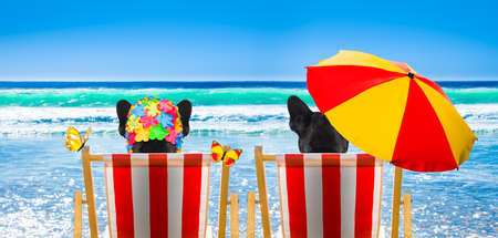 dog resting and relaxing on a hammock or beach chair under umbrella at the beach ocean shore, on summer vacation holidaysの写真素材