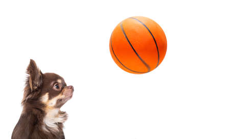 basketball chihuahua dog playing with  ball  , isolated on white background,の写真素材