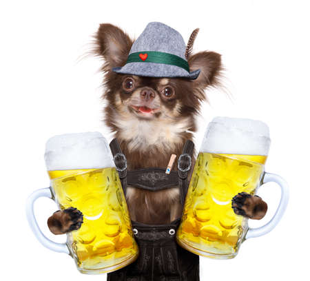 bavarian dachshund or sausage  dog with  gingerbread and  mug  isolated on white background , ready for the beer celebration festival in munichの写真素材