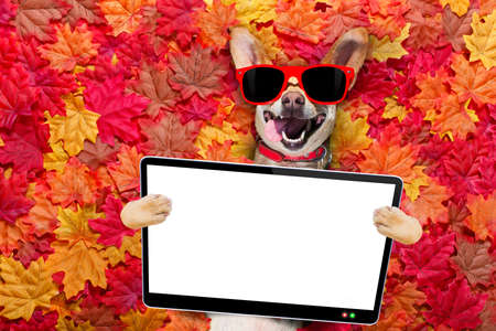 chihuahua  dog , lying on the ground full of fall autumn leaves, looking at you  with a smile,   lying on the back torso, holding ebook, touch pad pc computer tabletの写真素材