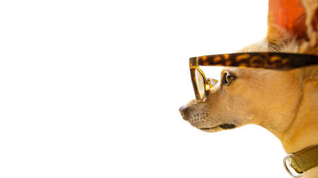 chihuahua dog watching and looking at negative space wearing funny sunglasses, on summer vacation holidayの写真素材