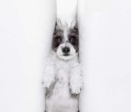 office businessman   dog   , busy and burnout , feeling the pressure at workの写真素材