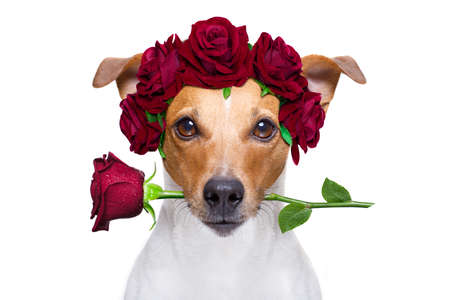 jack russell dog in love for happy valentines day with  rose flower in  mouth , isaolated on white backgroundの写真素材
