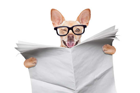 cool funny chihuahua dog reading a blank empty  newspaper or magazine wearing reading glassesの写真素材