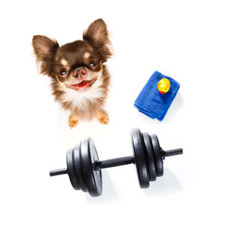 poodle dog with guilty conscience  for overweight, and to loose weight ,  on white background with  a dumbbellの写真素材