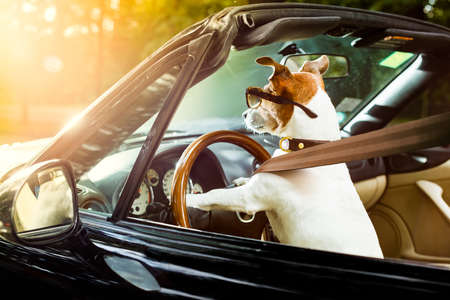 jack russell dog in a car close to the steering wheel, ready to drive fast and save , with seat belt...