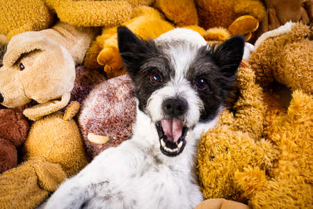 dog resting  having  a siesta  on his bed with his teddy bears,   tired and sleepy