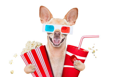 chihuahua dog going to the movies with soda and glasses and popcorn and tickets, isolated on white backgroundの写真素材