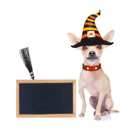 halloween devil,chihuahua dog scared and frightened, isolated on white background, wearing a witch hat, behind white blank banner or placard posterの写真素材