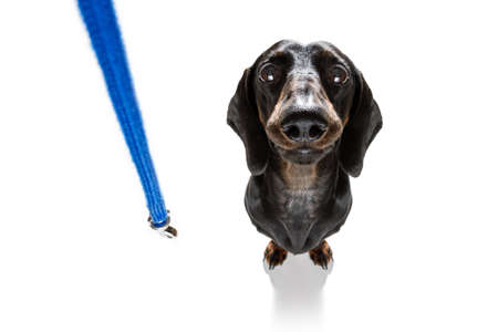 dachshund or sausage  dog waiting for owner to play  and go for a walk with leash, isolated on white...
