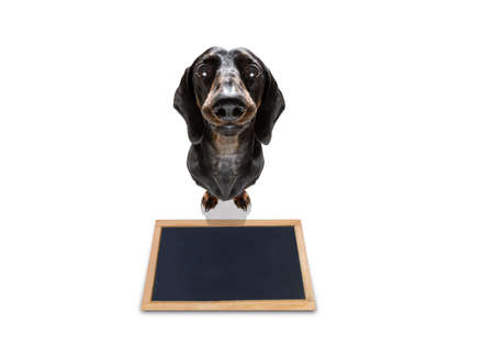 Curious dachshund sausage  dog looking up to owner  for a cookie treat