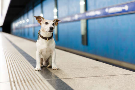 Jack russell dog abandoned and left all alone at the metro rail station or subway, waiting for the owner with loveの写真素材