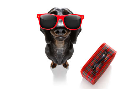 Holiday vacation sausage dachshund dog waiting in airport terminal ready to board the airplane or plane at the gateの写真素材