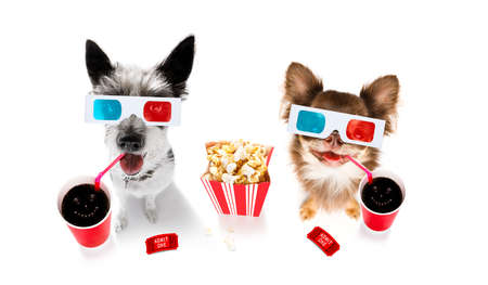Chihuahua poodle dog going to the movies with soda and glasses and popcorn and ticketsの写真素材